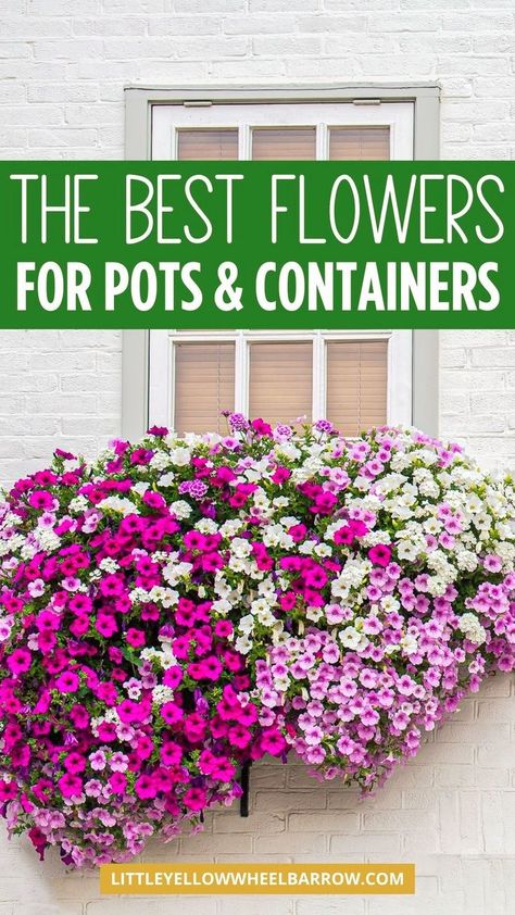 The best flowers for pots and containers. If you're looking to grow flowers in containers or pots, check out our curated list of the best flowers that do well in containers and pots. DIY flowers in pots with a big impact. No matter if your containers are in full sun or shade, we have the best flower recommendations to help you easily care for flowers in pots. These are the flower plants that are easy care and will add color in the spring and summer. Outdoor flower container gardening made simple Flowers For Outdoor Pots, Best Flowers For Pots, Flower Container Gardening, Full Sun Planters, Mixed Flower Pots, Flowers For Pots, Flowers In Containers, Easiest Flowers To Grow, Flowers In Pots