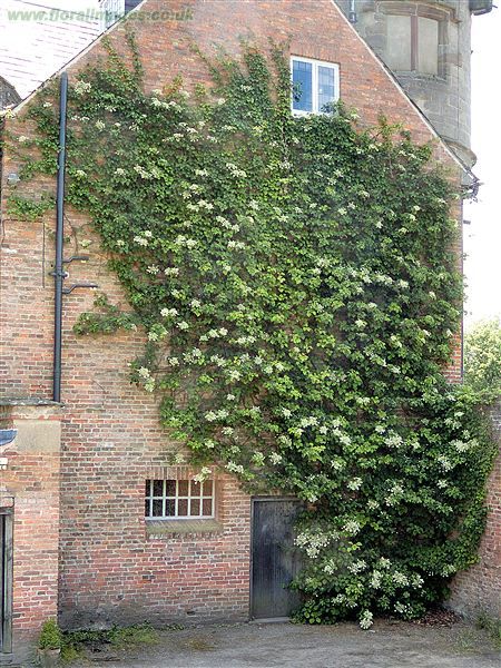 Hydrangea petiolaris is good for climbing up north facing walls Creeper Wall, Wall Climbing Plants, Wall Plants, Hydrangea Petiolaris, Climbing Hydrangea, Plants Ideas, Garden Vines, Garden Walkway, White Gardens