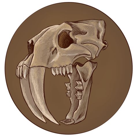 Smilodon Skull, Saber Tooth Tiger Skull, Traditional Viking Tattoos, Saber Tooth Tiger, Tiger Skull, Sketch Images, Skull Reference, Skull Sketch, Robot Animal