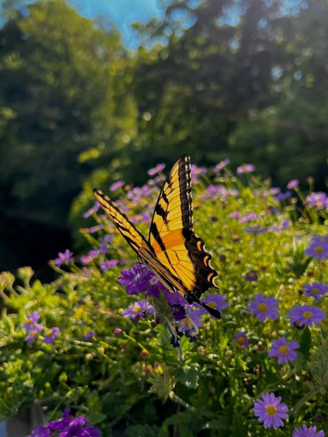 Flower And Butterfly Aesthetic, Butterfly Pictures Aesthetic, Real Butterfly Aesthetic, Papillon Aesthetic, Butterfly Garden Aesthetic, Butterfly Photography Nature, Mariposas Aesthetic, Baddie Wallpaper Ipad, Butterfly In Nature