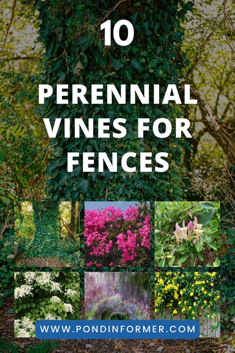 Transform your fence into a stunning vertical garden with these top 10 perennial vines. These climbers not only beautify your outdoor space but also provide privacy and shade. #PerennialVines #FenceDecor #VerticalGarden Vines That Grow On Fences, Vine Covered Fence, Growing Vines On Fence, Privacy Vines Fast Growing, Privacy Vines, Backyard Vines, Vines For Fences, Climbing Plants Fence, Silver Lace Vine