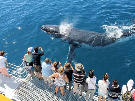 Whale Migration, Center Console Fishing Boats, Pilot Boats, Working Boat, Hervey Bay, Landing Craft, Coastal City, Scenic Travel, Ferry Boat