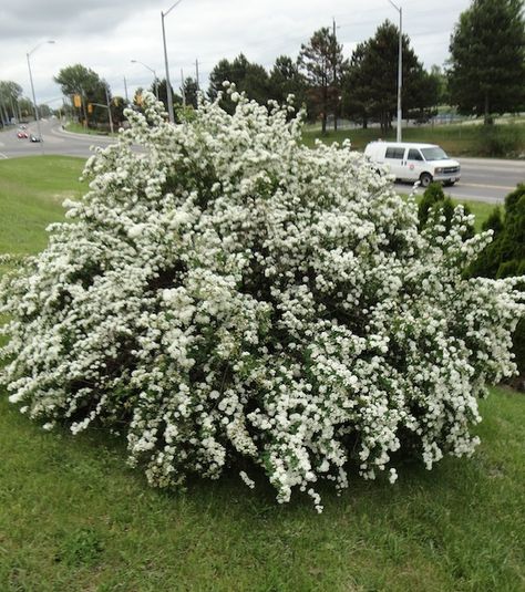 Spiraea x vanhouttei Vanhoutte Spirea Zone 3 H: 8-12ft S: 8-12ft Comes in white. Bridalwreath Spirea Hedge, Spirea Shrub, Bridal Wreath Spirea, Tuscan Garden, Bridal Wreath, Small White Flowers, Summer Plants, Front Landscaping, Diy Landscaping