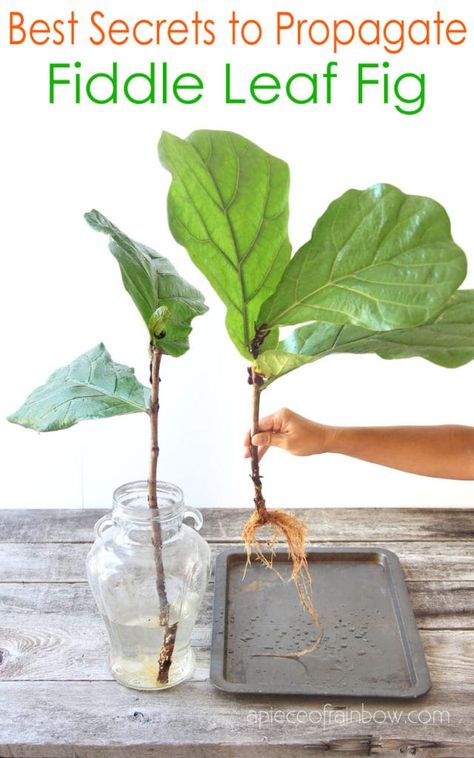 Plante Aesthetic, Fiddle Leaf Fig Propagation, Fig Propagation, Plants Styling, Fiddle Leaf Fig Care, Fiddle Fig Tree, Water Plants Indoor, Plants Grown In Water, Chinese Evergreen Plant