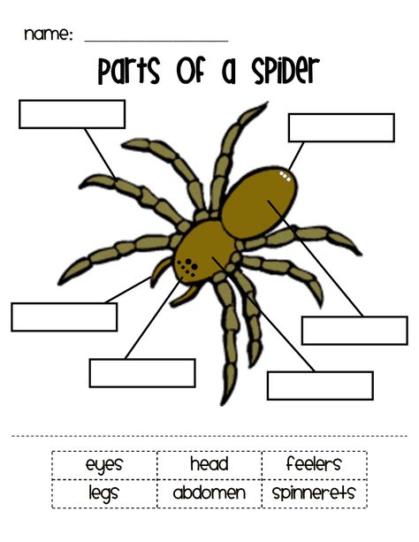 #etlobest #science #spiders #CharlottesWebUnit Spiders Kindergarten, Spiders For Kids, Parts Of A Spider, Spider Lessons, Charlottes Web Activities, Spiders Preschool, Charlotte's Web Book, Spider Unit, The Very Busy Spider