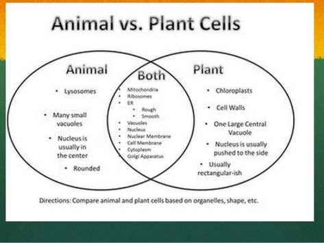 Plants Vs Animal Cells Venn Diagram Animal Cell Structure, Plant Cell Diagram, Animal Cell Project, Venn Diagram Worksheet, Nuclear Membrane, Somatic Cell, Cell Diagram, Animal Cells, Science Cells