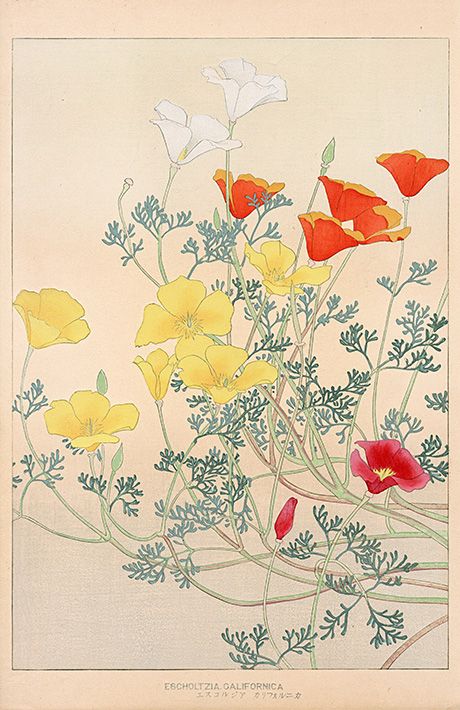 Chigusa Soun, Escholtzia Californica, 1900 Drawing Workshop, Red And Yellow Flowers, Paper Garden, Botanical Art Prints, Japon Illustration, Japanese Flowers, Art Japonais, Korean Art, Japanese Woodblock Printing