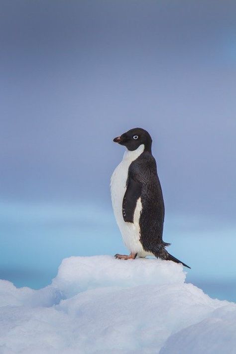 Best Camera Settings, Best Cameras For Travel, Antarctica Travel, Birds Photography Nature, Adelie Penguin, Penguins And Polar Bears, Hero Image, Best Cameras, How To Think