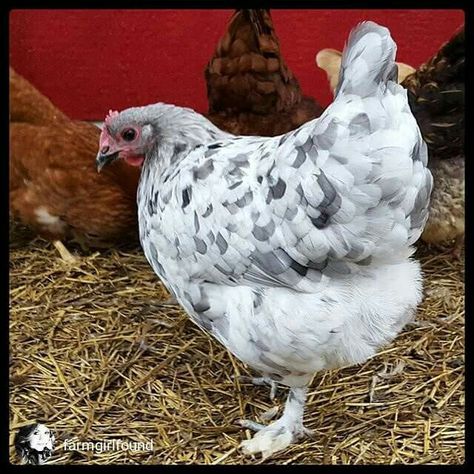 White grey Maran Chickens, Different Breeds Of Chickens, Heritage Chickens, Laying Chickens Breeds, Raising Pigs, Raising Chicks, Egg Laying Chickens, Silkie Chickens, Beautiful Chickens