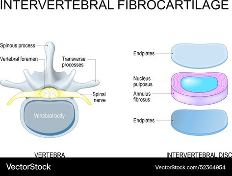 Intervertebral Disc, Spinal Column, High Res, Png Images, Anatomy, Adobe Illustrator, Vector Free, Vector Images, Vector Illustration