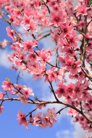 Peach Flower Wallpaper, Peach Blossom Tree, Pink Flamingo Wallpaper, Peach Blossom Flower, Christmas Lights Wallpaper, Zen Rock Garden, Blossom Wallpaper, Blue Floral Wallpaper, Sage Green Wallpaper