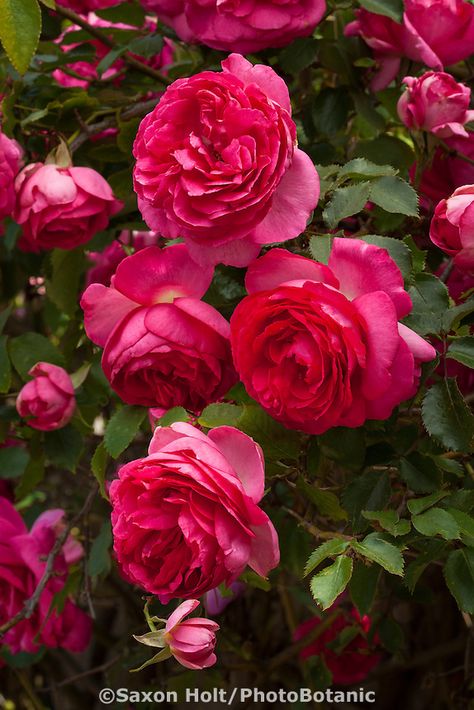 Star Roses - Pretty in Pink Eden Garden Plants Ideas, Reaching For The Sky, Eden Rose, English Garden Design, Plants Ideas, David Austin Roses, Climbing Roses, Beautiful Rose Flowers, English Roses