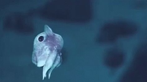 So Cute Octopus GIF - SoCute Octopus Swim - Discover & Share GIFs Dumbo Octopus Gif, Adorabilis Octopus, Cute Sea Creatures, Sea Bunny, Dumbo Octopus, Explorer 1, Creature Marine, Fauna Marina, Baby Octopus