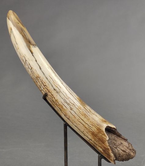 Wooly Mammoth Ivory Tusk Mammoth Ivory, Wooly Mammoth, Ivory Silk, Silk Road, Beautiful Places, Carving, Outdoor Furniture, Road, Silk