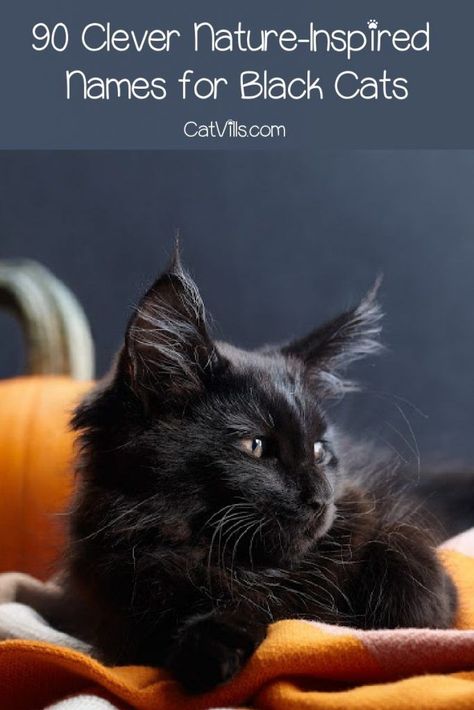 Finding nature names for black cats is not always easy, but we've got you covered! Check out 90 amazing ideas that you'll love! Male Black Cat Names, Kitten Names Boy, Male Cat Names Unique, Cat Names List, Kitten Names Girl, Witchy Names, Black Cat Names, Grey Cat Names, Cat Names Unique