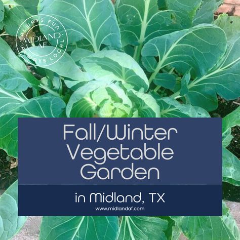 Winter Vegetable Gardening, Gardening In Winter, Winter Vegetable Garden, What Can Be Recycled, Texas Garden, Winter Vegetable, Midland Texas, Winter Vegetables Gardening, Texas Gardening