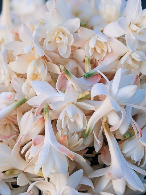 Use TUBEROSE at checkout. #tuberose #tuberoseenfleurage #enfleurage #growerperfume #floral #floralperfume #perfume #naturalperfume #wildveil #wildveilperfume Vanilla Aesthetic Flower, Tuberose Aesthetic, Ingredients Aesthetic, Tuberose Flower, Vanilla Aesthetic, Perfume Notes, Summer Collage, Floral Perfume, Fragrance Ingredients