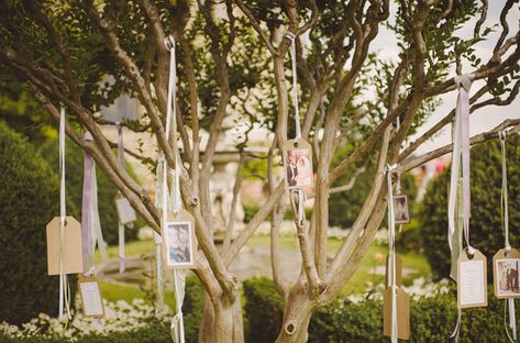 Family Wedding Photos, Picture Tree, Memory Tree, Hanging Photos, Tree Wedding, Photo Tree, Family Wedding, Italy Wedding, Wedding Vows