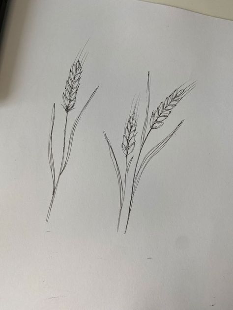 Wheat Plant Tattoo, Canola Tattoo, Wheatgrass Tattoo, Fine Line Wheat Tattoo, Wheat Stock Tattoo, Sea Oats Tattoo, Wheat Line Art, Wheat Stalk Tattoo, Wheat Drawing Simple