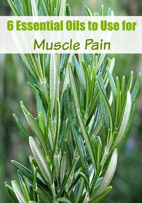 6 Essential Oils to Use for Muscle Pain Spice Company, Essential Oil Remedy, Oil Remedies, Essential Oils Herbs, Foam Rolling, Rosmarinus Officinalis, Young Living Oils, Homeopathic Remedies, Late Winter