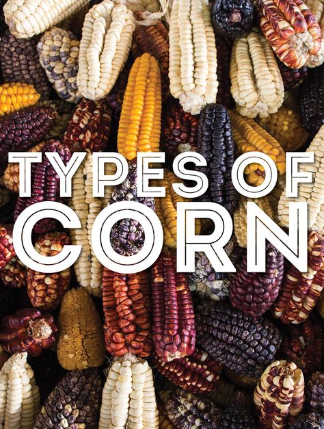 Corn, corn, beautiful corn! In this post we will cover 17 different types of corn and some tasty ways to use them! Corn Varieties, Corn Bred, Colorful Corn, Strawberry Popcorn, Colored Corn, Flint Corn, Fall Field, Glass Gem Corn, Field Corn