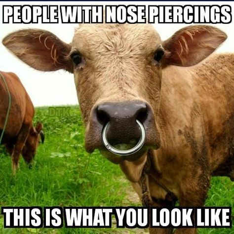 Bull Nose Ring, Livestock Quotes, Cow Nose, Septum Nose Piercing, Rings To Make, Bull Cow, Dog Jokes, Classic Ford Trucks, Cow Pictures