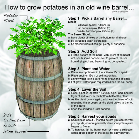 A little infogram by Raw Landscape Architecture  Urban Design about how to grow potatoes in a wine barrel... Potato Barrel Gardening, Potato Barrel, Vegetable Beds Raised, Hydroponic Farming, Growing Potatoes, Growing Strawberries, Hydroponic Gardening, Wine Barrel, Veggie Garden