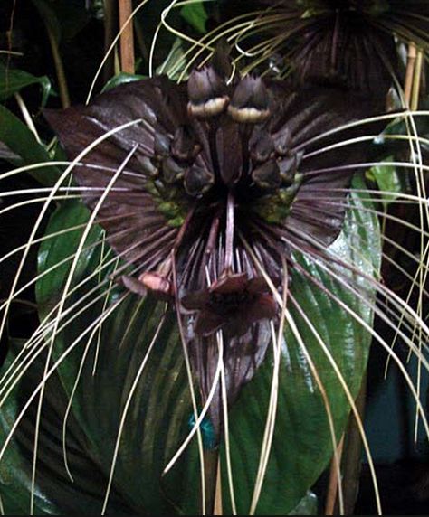 The Black and White bat plants survive well in shaded areas and it is often recommended to grow these plants in an area of full shade or filtered light with good air circulation. Description from dayliliesinaustralia.com.au. I searched for this on bing.com/images Bat Orchid, Black Bat Flower, Tacca Chantrieri, Bat Plant, Plants Wishlist, Plant Parenthood, Willow Oak, Bat Flower, Screen Plants