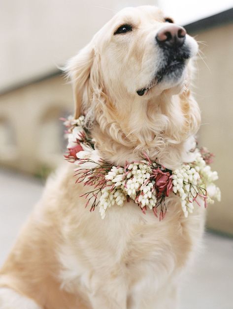 Flowers For Dogs Wedding, Dog Wedding Flowers Collar, Dog Flower Crown Wedding, Flower Collar For Dog Wedding, Dog Floral Collar, Floral Dog Collar Wedding, Dog Wedding Flower Crown, Dog Flowers Wedding, Wedding Golden Retriever