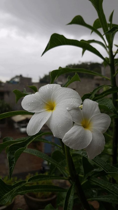 Rain drops on Plumeria Pudica. Bangalore India Flower In Rain Photography, Rain Drops Aesthetic, Bangalore Rain, Rain Drops On Flowers, Rain Drops Photography, Rain In India, Rain Scenery, Plumeria Pudica, Bangalore City