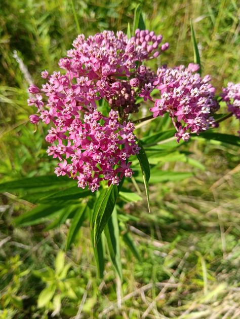 Swamp milkweed Swamp Milkweed, Native Flowers, Native Plants, Flower Painting, Wild Flowers, Herbs, Paint, Plants, Flowers