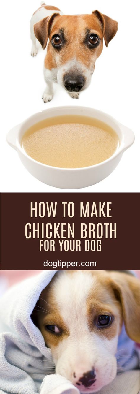 How to Make Homemade Chicken Broth for Your Dog Homemade Chicken Broth For Dogs, Homemade Broth For Dogs, Chicken Stock For Dogs, Gravy For Dogs Homemade, Chicken Broth For Dogs, Dog Soup, Broth For Dogs, Homemade Chicken Broth, Make Chicken Broth