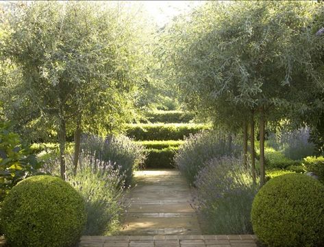 Gardening — Olive trees underplanted with lavender (by Sydney,... Peter Fudge, Olive Trees Landscape, Drought Tolerant Garden, Dry Garden, Lavender Garden, Easy Landscaping, Have Inspiration, Mediterranean Garden, Formal Gardens