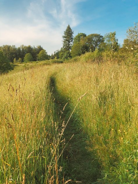 Field, summer day, summer aesthetic Clover Field Aesthetic, Long Grass Aesthetic, Field Astetic, Get Outside Aesthetic, Hay Field Aesthetic, Summer Fields Aesthetic, Spring Field Aesthetic, British Spring Aesthetic, Long Grass Field