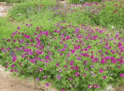 Purple Poppy Mallow, Pocket Prairie, Poppy Mallow, Plant Palette, Purple Poppy, Purple Poppies, Full Sun Perennials, Drought Tolerant Landscape, Future Garden