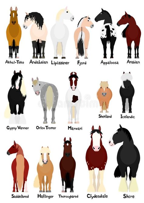 16 popular horse breeds bundle. Various popular horse breeds bundle, horses and ponies on white with breed names vector illustration Breed Of Horses, Prettiest Horse Breeds, Types Of Horses Breeds Chart, Canadian Horse Breed, Good Horse Names, Types Of Horses Breeds, Horse Breeds Chart, Cute Pony Drawing, Horse Fjord