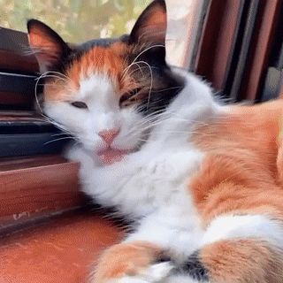 Animated GIF - Find & Share on GIPHY Cat Stimboard, Visual Stim, Calico Cat, Silly Cats, Halloween Cat, Cat Gif, Animal Gifs, Slime, Animated Gif