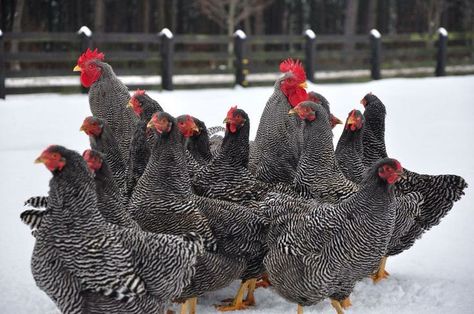 Barred Rock Rooster, Barred Plymouth Rock Chickens, Barred Rock Chickens, Best Laying Chickens, Plymouth Rock Chicken, Laying Chickens Breeds, Barred Rock, Laying Chickens, Best Egg Laying Chickens