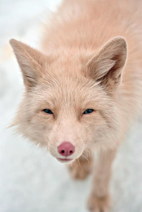 643 Pink Champagne Fox Miko Pink Champagne Fox, Fuchs Baby, Albino Animals, Pet Fox, Rare Animals, Wild Dogs, Cute Fox, Pink Champagne, White Fox