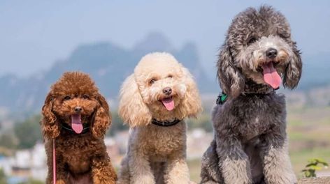 Types Of Poodles Australian Shepherd Poodle Mix, Natural Dewormer For Dogs, Low Energy Dogs, Mini Poodle Puppy, Teacup Poodles, Welsh Corgi Pembroke, Smartest Dog Breeds, Poddle, Mini Poodle