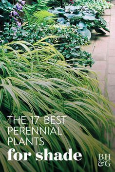 Best Perennials For Shade, Easy Garden Ideas Landscaping, Shady Gardens, Plants For Shade, Shade Loving Shrubs, Shade Landscaping, Shade Garden Design, Shade Loving Perennials, Shade Garden Plants