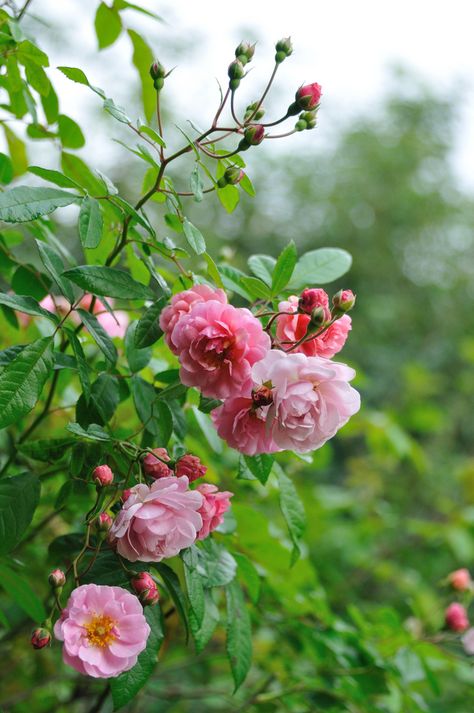 'Godewind’ | Hybrid Musk, Shrub Rose. Rev. Joseph Hardwick Pemberton , 1925 | Flickr - © myu myu Musk Rose, Heritage Rose, Fleur Orange, Rose Hill, Shrub Roses, Growing Roses, Pink Garden, Favorite Flower, Rose Cottage