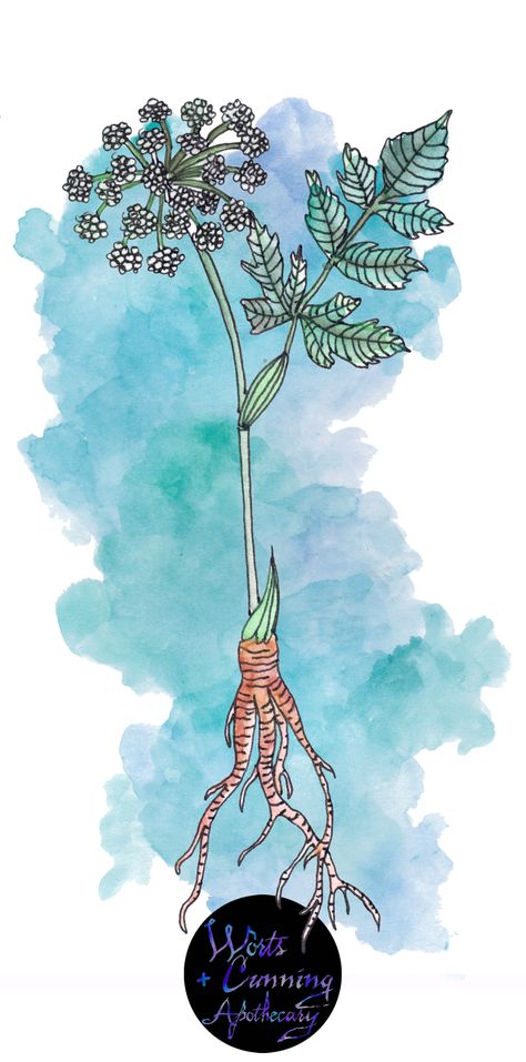 To Ignite the Imagination : Angelica Plant Profile  http://www.wortsandcunning.com/blog/to-ignite-the-imagination-angelica-plant-profile Angelica Plant, Thirty Day Challenge, Angelica Herb, New Moon In Pisces, Hedge Witchery, Moon In Pisces, Angelica Root, Magical Herbs, Herbal Tinctures