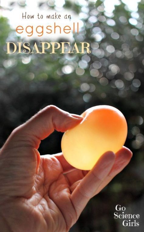 How to Make An Eggshell Disappear. This and more 5 Minute Science Experiments for Kids on Frugal Coupon Living. Homeschool Science Ideas with materials you have in your home. Kitchen Science Experiments, Science Experiment For Kids, Experiment For Kids, Science Girl, Science Week, Summer Science, Science Club, Kid Experiments, Easy Science Experiments