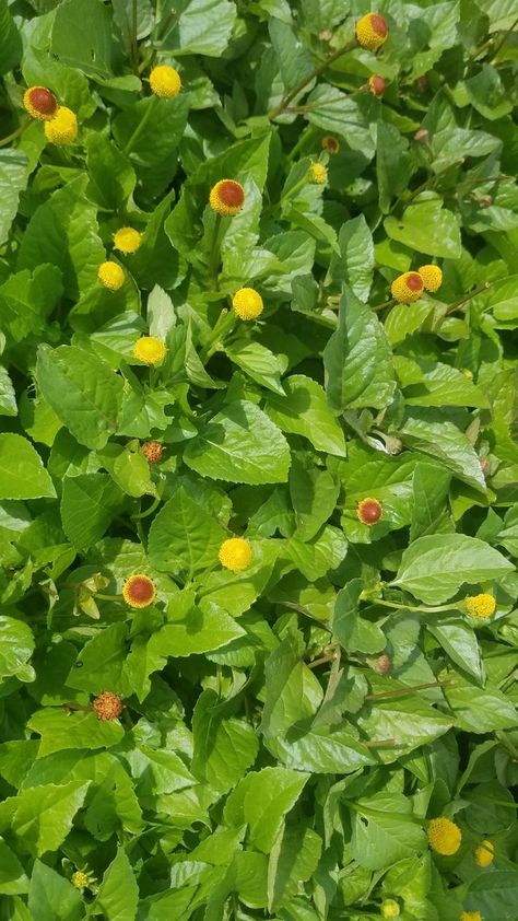 Spilanthes acmella, also known as "the toothache plant," "buzz buttons," or, most relevant here, "the Botox plant," is a plant with anesthetic properties in addition to a myriad of other skin-loving benefits. Toothache Plant, Face Care Products, Body Essentials, Fountain Of Youth, Face Serum, Face Care, Handmade Shop, Care Products, All Natural