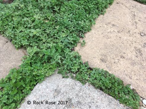 Do you have a hard time finding the perfect plant to fill in the spaces in your pavers? If you've tried thyme you know how much work it is t... Plants To Grow Between Pavers, Creeping Oregano, Hard Landscaping Ideas, Origanum Vulgare, Texas Garden, Lawn Alternatives, Future Garden, Rock Rose, Texas Gardening