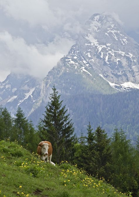 Berchtesgaden Germany, Santa Cruz Bolivia, Voyage Europe, A Cow, Zermatt, Germany Travel, Pretty Places, Amazing Nature, Beautiful World