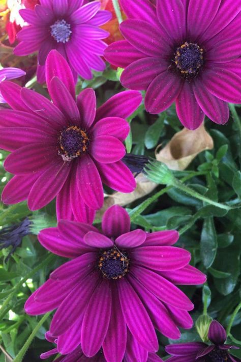 Africa Daisy Flower, Cape Marguerite, Cape Daisy, Marguerite Flower, Photography Plants, Sunflower Garden, All Flowers, Exotic Flowers, Flowers Nature