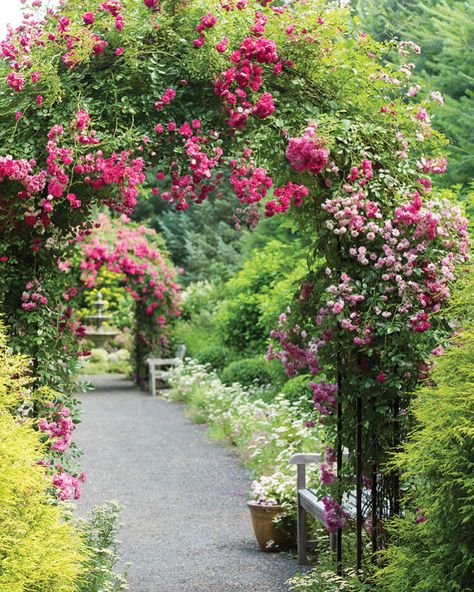 Plantsville_Pines_180628-99-750x937 Maggie Centre, Display Photography, English Garden Style, Anthony Jones, Pine Garden, Flower Magazine, Weeping Cherry, Parterre Garden, Autumn Clematis