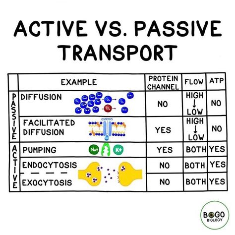 Active vs. Passive Transport! When transport does not require energy, it’s “passive transport”. When it does require energy, it’s called “active transport”. Several transportation strategies require energy and several do not. Osmosis and diffusion are both passive transport; they do not require energy but can only move particles from higher to lower concentration. By using ATP as an energy source, we can move larger or charged particles, and move particles against the concentration gradient. Active Transport Biology, Diffusion Osmosis, Facilitated Diffusion, Passive Transport, Active Transport, Biochemistry Notes, Learn Biology, Study Biology, Nursing School Motivation